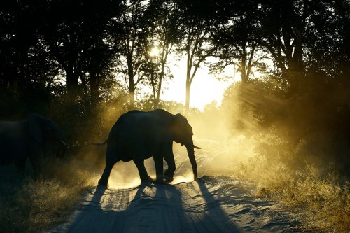 Moremi Game Reserve (Botswana) - Silhouette d'éléphant traversant la piste au coucher de soleil dans le secteur de Xakanaxa(VO-25-0949 C.jpg)